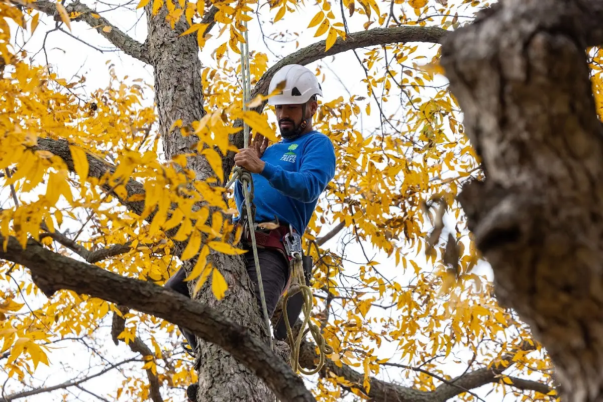 Skilled Tree Trimming crew working in King City