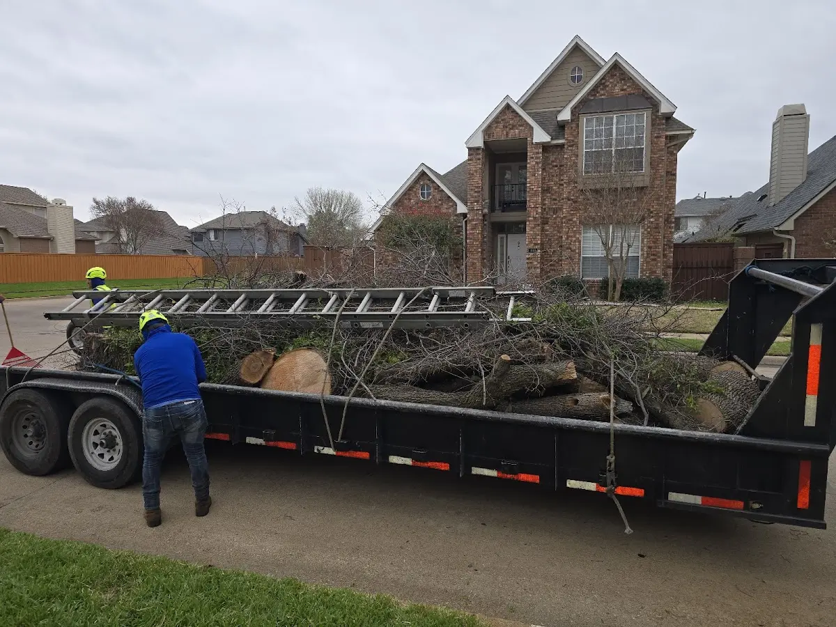 Expert Tree Removal with proper safety equipment in King City